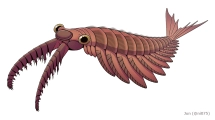 Anomalocaris Anomalocaris