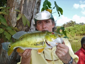 Peacock bass from Surinam Peacock bass from Surinam