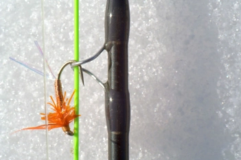 Winter version Winter version