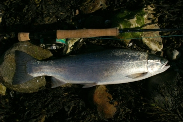 Polished aluminum Polished aluminum