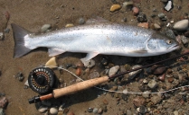 Another LAW fish Another LAW fish