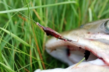 Well chewed up Well chewed up