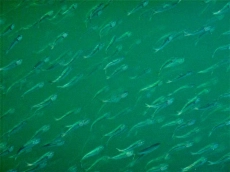 Welded Phlyes in the wild Welded Phlyes in the wild