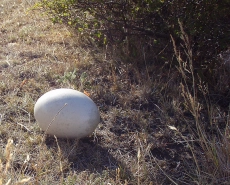 Does the bacon come in same size? Does the bacon come in same size?