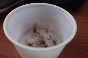 Picking out flies Picking out flies