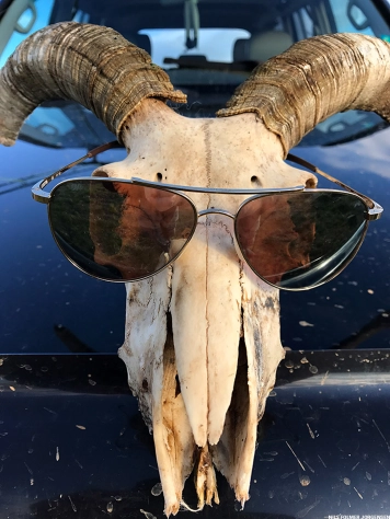 Ram and glasses Ram and glasses