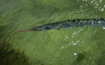 Ready to land Ready to land