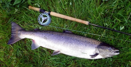 Salmon on size 18 hook Salmon on size 18 hook