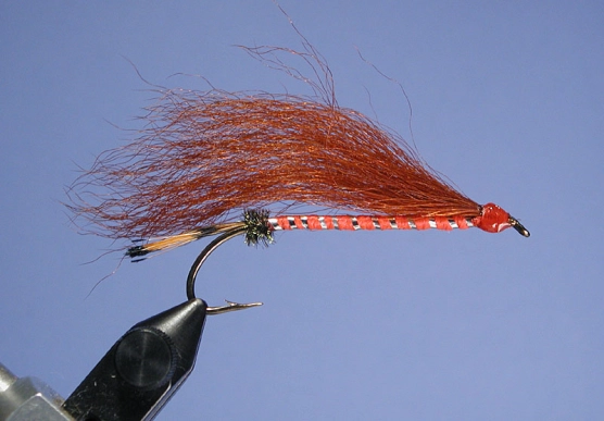 Careless Coachman Careless Coachman