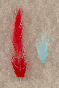 Salmon Hen Neck Hackles