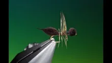 Video thumb for CDC Ant