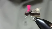 Video thumb for The Juanna Be Hopper Juan