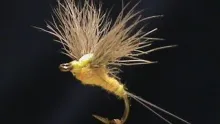 Video thumb for Snowshoe Wing Sulpher