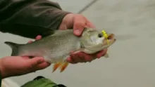 Video thumb for Blooming of the Tisza