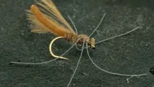 Video thumb for Brun's Tipula