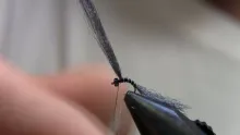Video thumb for Darlon Midge