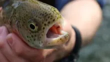 Video thumb for Escatawba
