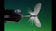 Video thumb for Mayfly Spinner