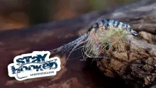 Video thumb for Pro Gammarus