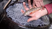 Video thumb for Getting Wild