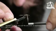 Video thumb for Baetis CdC