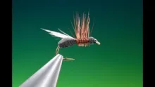 Video thumb for Flying Ant