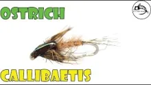 Video thumb for Ostrich Callibaetis