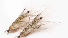 Video thumb for Pro Dotted Shrimp