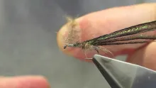 Video thumb for Mossback