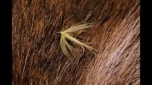 Video thumb for Yellow Dun Spider