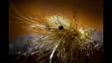 Video thumb for Saltbaek Shrimp
