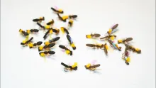 Video thumb for Flash Winged Ant